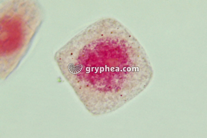 Mitose cellules de racine d'Ail - Cellule-mère x800 - gryphea.org